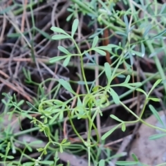 Clematis leptophylla at Isaacs Ridge and Nearby - 31 May 2024 04:01 PM