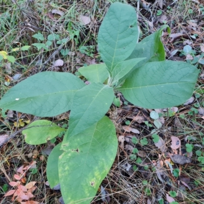 Solanum mauritianum (Wild Tobacco Tree) at Isaacs, ACT - 31 May 2024 by Mike