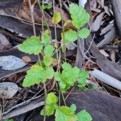 Rubus parvifolius (Native Raspberry) at Isaacs Ridge and Nearby - 31 May 2024 by Mike