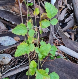 Rubus parvifolius (Native Raspberry) at Isaacs Ridge and Nearby by Mike