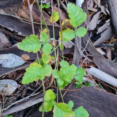 Rubus parvifolius (Native Raspberry) at Isaacs, ACT - 31 May 2024 by Mike