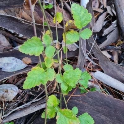 Rubus parvifolius (Native Raspberry) at Isaacs Ridge and Nearby - 31 May 2024 by Mike