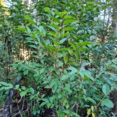 Ligustrum lucidum (Large-leaved Privet) at Isaacs Ridge and Nearby - 31 May 2024 by Mike