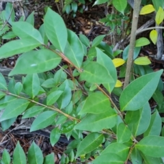 Ligustrum lucidum at Isaacs Ridge and Nearby - 31 May 2024