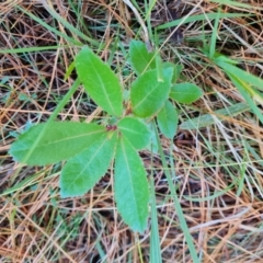 Arbutus unedo (Strawberry Tree) at Isaacs Ridge and Nearby - 31 May 2024 by Mike