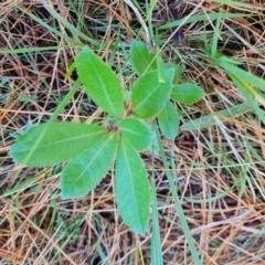 Arbutus unedo (Strawberry Tree) at Isaacs Ridge and Nearby - 31 May 2024 by Mike