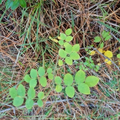 Rosa sp. (A Wild Rose) at Isaacs Ridge and Nearby - 31 May 2024 by Mike