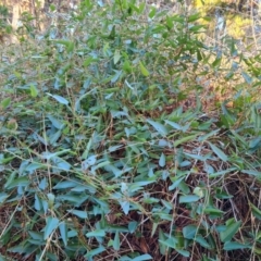 Hardenbergia violacea (False Sarsaparilla) at Isaacs, ACT - 31 May 2024 by Mike