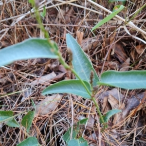 Hardenbergia violacea at Isaacs Ridge and Nearby - 31 May 2024