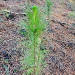 Pinus radiata (Monterey or Radiata Pine) at Isaacs, ACT - 31 May 2024 by Mike