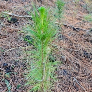 Pinus radiata at Isaacs Ridge and Nearby - 31 May 2024 03:47 PM