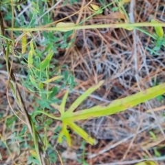 Convolvulus angustissimus subsp. angustissimus (Australian Bindweed) at Isaacs, ACT - 31 May 2024 by Mike