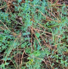 Unidentified Other Wildflower or Herb at Isaacs, ACT - 31 May 2024 by Mike