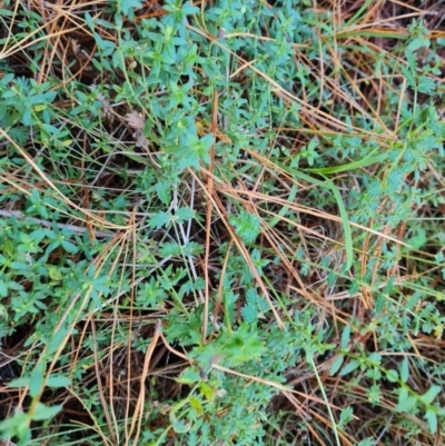 Acaena (genus) (A Sheep's Burr) at Isaacs Ridge and Nearby - 31 May 2024 by Mike