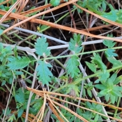 Acaena (genus) at Isaacs Ridge and Nearby - 31 May 2024