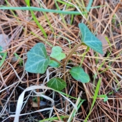 Hedera helix (Ivy) at Isaacs Ridge and Nearby - 31 May 2024 by Mike