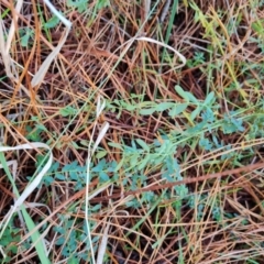 Hypericum perforatum (St John's Wort) at Isaacs, ACT - 31 May 2024 by Mike