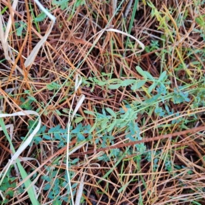 Hypericum perforatum (St John's Wort) at Isaacs Ridge and Nearby - 31 May 2024 by Mike