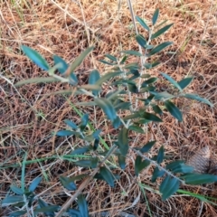 Olea europaea subsp. cuspidata (African Olive) at Isaacs Ridge and Nearby - 31 May 2024 by Mike