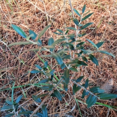 Olea europaea subsp. cuspidata (African Olive) at Isaacs Ridge and Nearby - 31 May 2024 by Mike