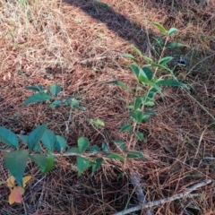 Ligustrum lucidum (Large-leaved Privet) at Isaacs, ACT - 31 May 2024 by Mike