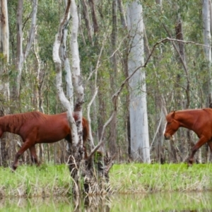 Equus caballus at Barmah National Park - 23 Sep 2022 10:11 AM