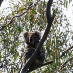 Phascolarctos cinereus (Koala) at Mathoura, NSW - 23 Sep 2022 by MB