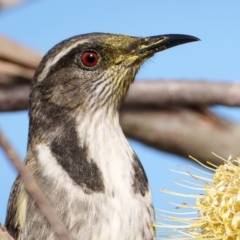 Phylidonyris pyrrhopterus (Crescent Honeyeater) at Kambah, ACT - 29 May 2024 by Bigfish69