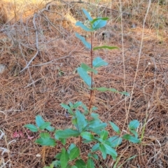 Viburnum tinus (Laurustinus) at Isaacs, ACT - 31 May 2024 by Mike