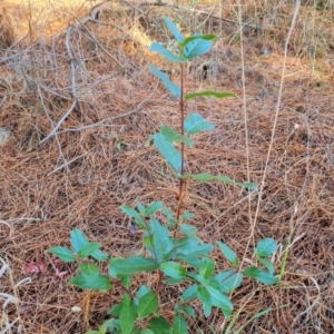 Viburnum tinus at Isaacs Ridge and Nearby - 31 May 2024 03:37 PM