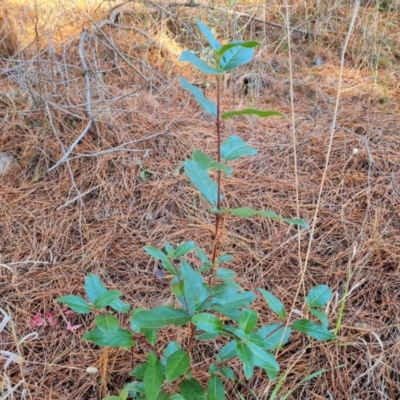 Viburnum tinus (Laurustinus) at Isaacs Ridge and Nearby - 31 May 2024 by Mike