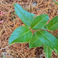 Viburnum tinus at Isaacs Ridge and Nearby - 31 May 2024 03:37 PM