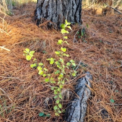 Pittosporum tenuifolium (Kohuhu) at Isaacs, ACT - 31 May 2024 by Mike