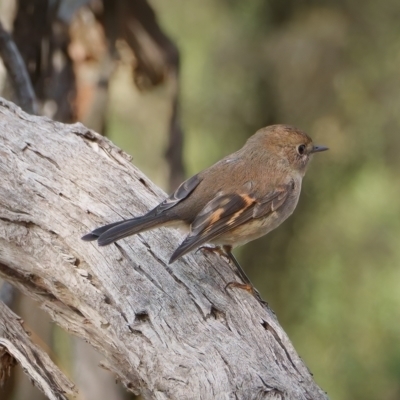 Petroica rodinogaster at Hawker, ACT - 29 May 2024 by Bigfish69