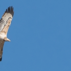 Haliaeetus leucogaster at Kambah Pool - 29 May 2024