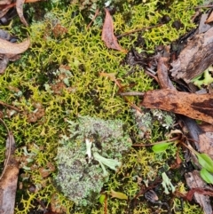 Cladia aggregata (A lichen) at Mulligans Flat - 31 May 2024 by WalkYonder