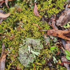 Cladia aggregata at Throsby, ACT - 31 May 2024 by WalkYonder