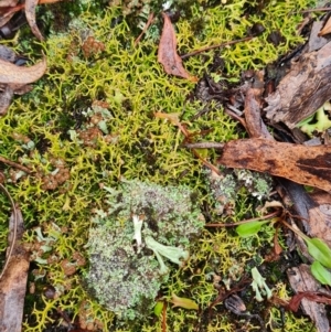 Cladia aggregata at Mulligans Flat - 31 May 2024