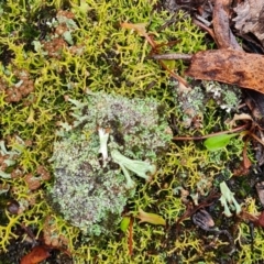Cladonia cervicornis (Browned Pixie Cup Lichen) at Mulligans Flat - 31 May 2024 by WalkYonder