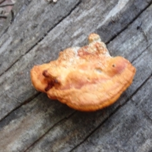 Trametes coccinea at Sth Tablelands Ecosystem Park - 30 May 2024