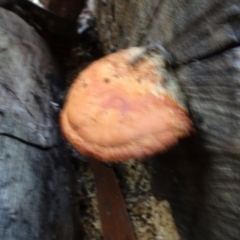 Trametes coccinea at Sth Tablelands Ecosystem Park - 30 May 2024