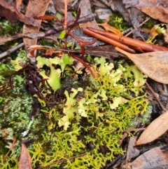 Heterodea sp. at Throsby, ACT - 31 May 2024 by WalkYonder