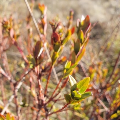 Pimelea bracteata (A Rice Flower) at Brindabella, NSW - 10 May 2024 by BMartinStuart