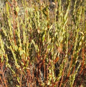 Pimelea bracteata at Brindabella, NSW - suppressed