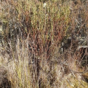 Pimelea bracteata at suppressed - 10 May 2024