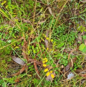 Acaena echinata at Mulligans Flat - 31 May 2024