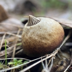 Geastrum tenuipes (An earthstar) at Carwoola, NSW - 22 May 2023 by AJB