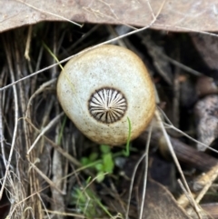 Geastrum tenuipes at QPRC LGA - 22 May 2023