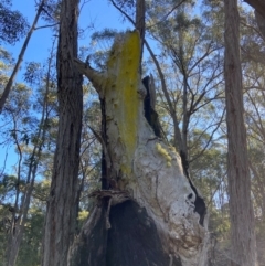 Chrysothrix sp. (genus) (A gold dust lichen) at Bungonia National Park - 10 May 2023 by AJB