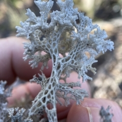 Cladia corallaizon at Bungonia, NSW - 10 May 2023 by AJB